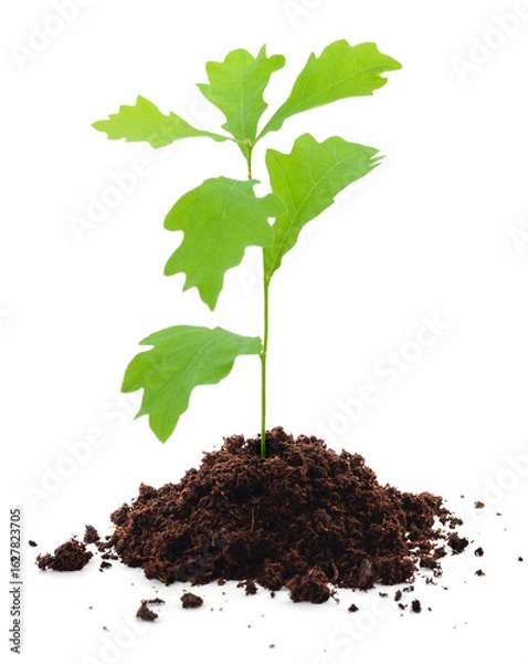 Obraz Tree oak planted in the soil.