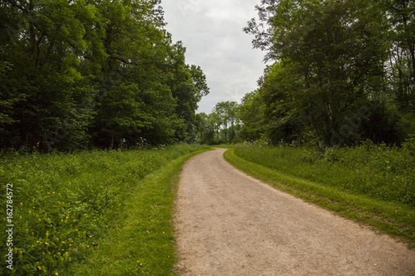 Fototapeta Path and bushes