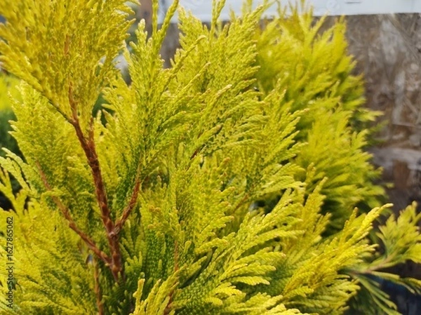 Obraz Thuja plicata 'Goldy'
