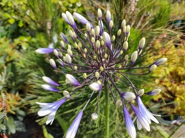 Obraz Agapanthus 'Fireworks'