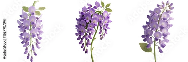 Obraz 藤の花　花　植物