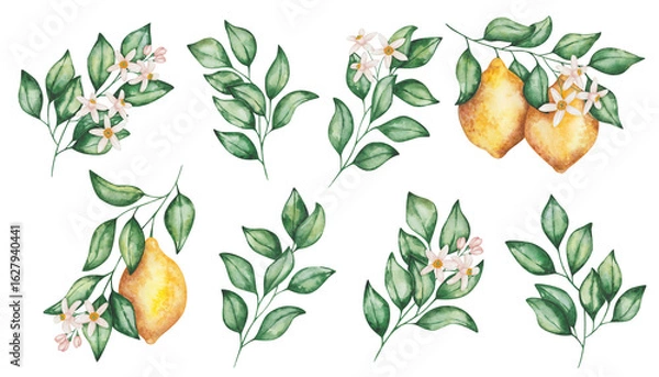 Fototapeta Watercolor set of illustrations. Hand painted lemons with green leaves, flowers on branches. Tropical citrus fruits. Fresh juice ingredient. Vitamin C. Nature elements. Isolated food clip art