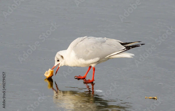 Fototapeta Seagull, pecks bread, against the background of a frozen pond