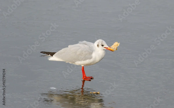 Fototapeta Seagull, holding in its beak bread, against the background of a frozen pond