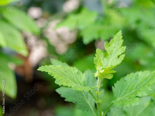 Fototapeta Jiaogulan , miracle grass on natural blurred background