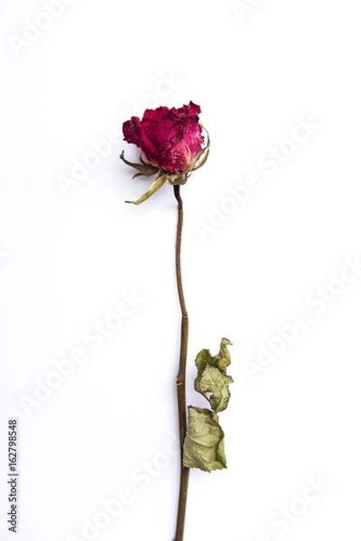 Obraz Dry rose