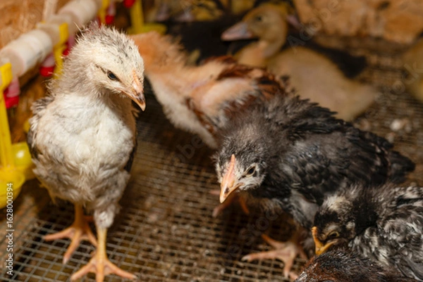 Fototapeta Little fluffy chickens in a brooder on farm