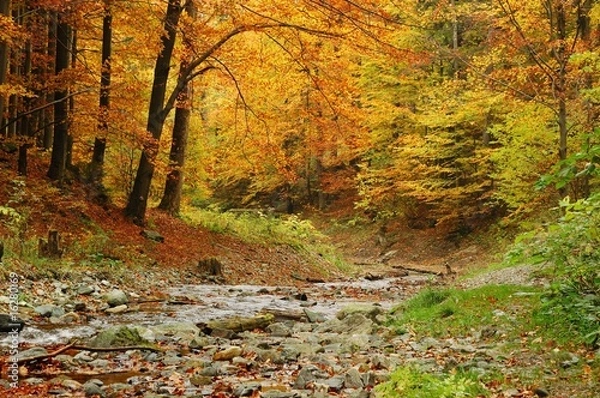 Obraz Autumn in forest