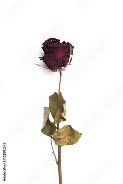 Obraz Dry rose