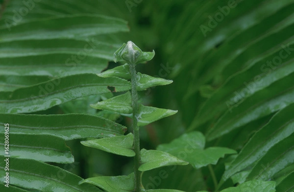 Fototapeta Guyane flore