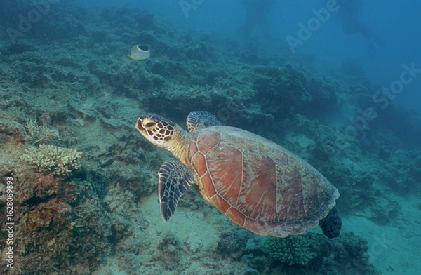 Fototapeta Tortue verte