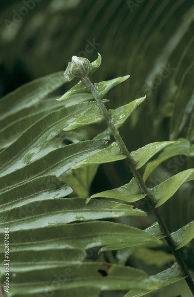 Fototapeta Guadeloupe flore