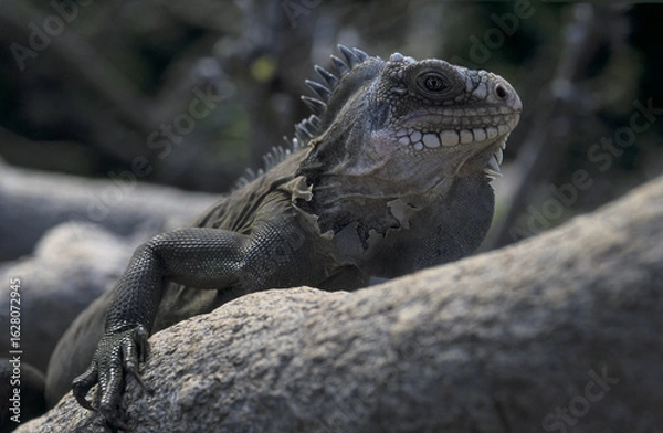 Fototapeta Iguane terrestre