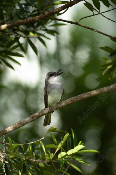 Fototapeta Tyran gris