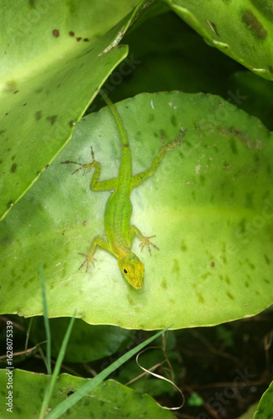 Fototapeta Anolis marbré