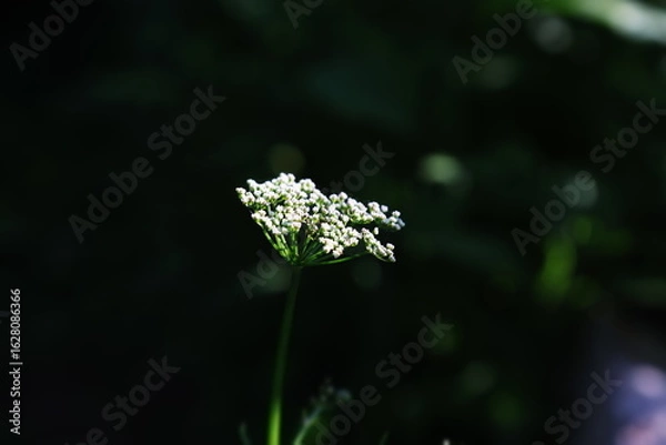 Obraz Common cow parsley inflorescence. Flower