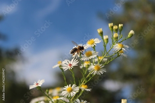 Fototapeta Primavera