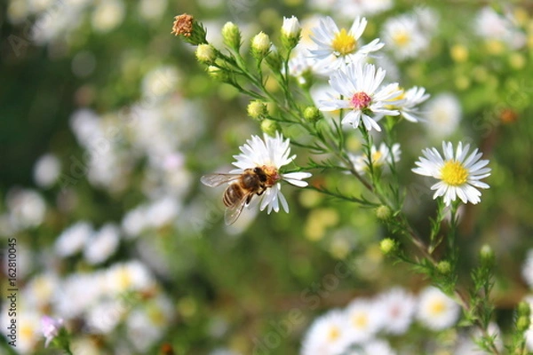 Fototapeta Primavera