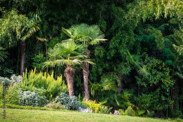 Obraz tropical garden