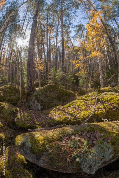 Fototapeta wilderness landscape forest with pine trees and moss on rocks