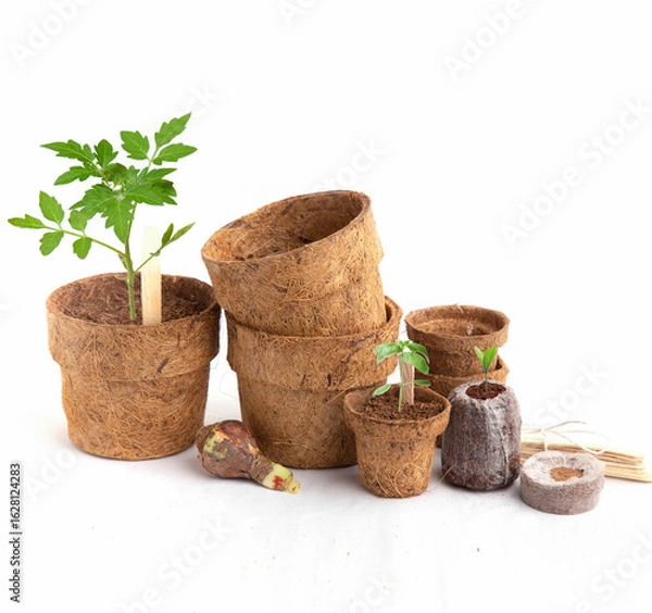 Fototapeta Coco Coir Pots for saplings. 