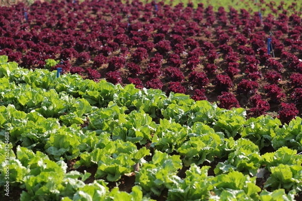 Fototapeta Red and green lettuce field.