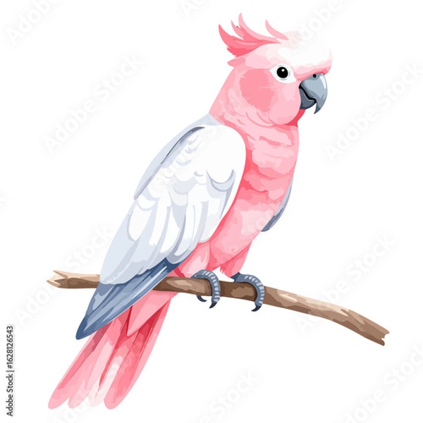 Fototapeta Elegant pink Galah cockatoo with white wings and a prominent crest, perched on a simple brown branch.