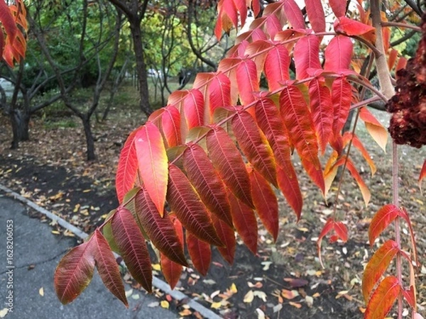 Fototapeta Branch of Staghorn Sumac tree with bright red leaves against autumn park background
