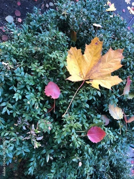 Fototapeta Falled bright yellow and red leaves lie on a green bush, autumn background