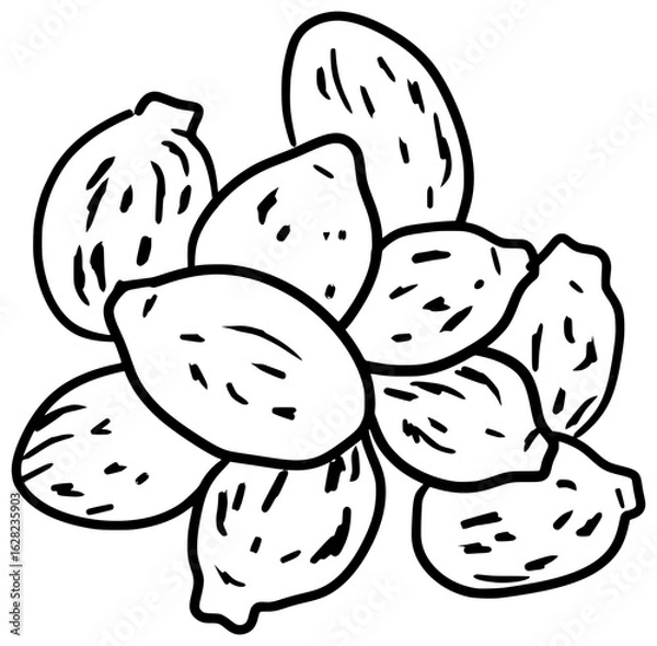 Fototapeta Castor Beans Vector Outline Line Art Drawing
