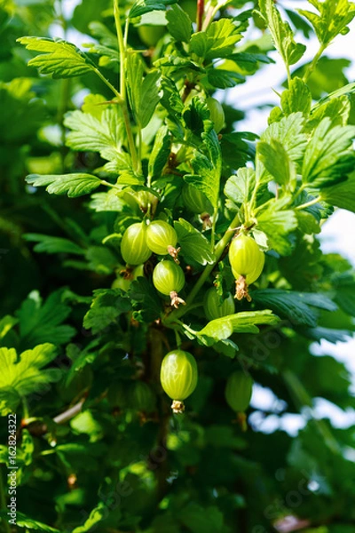 Obraz Ripe fruits of gooseberry (Ribes uva-crispa, Ribes grossularia) on twig in garden.