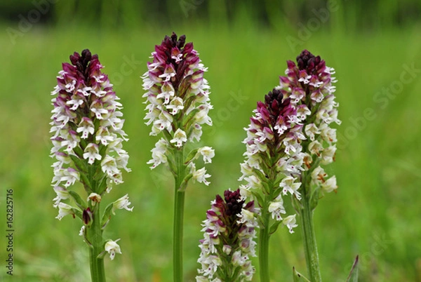 Obraz Orchidee, Brandknabenkraut, Orchis ustulata