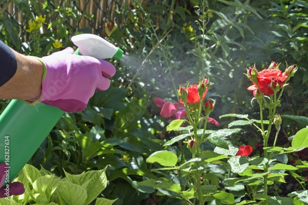 Obraz biologische Blattlausbekämpfung an Rosen