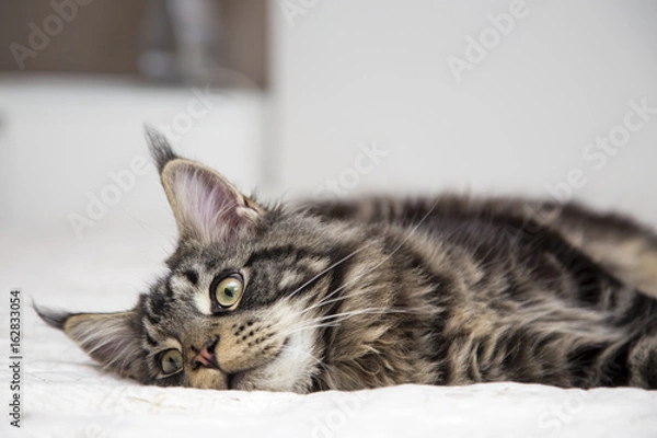 Fototapeta  Мейн-кун лежит на белом фоне.Горизонтально.