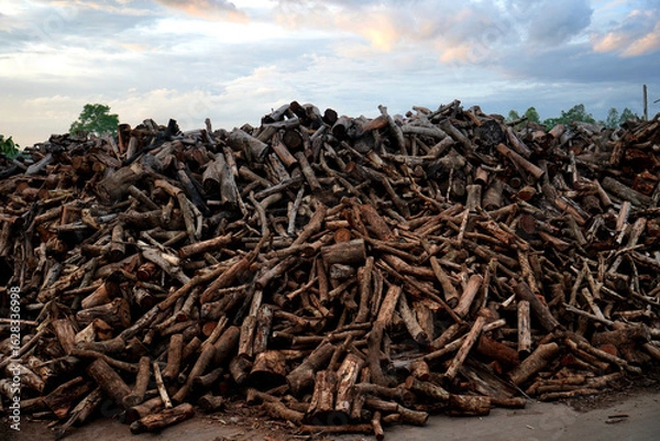 Obraz Firewood pile in an industrial factory in Thailand