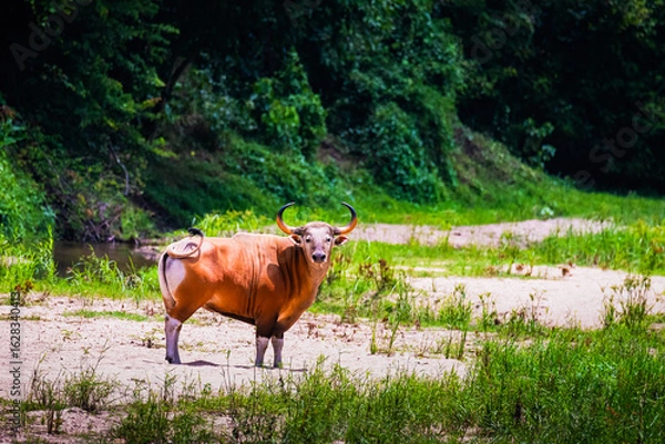 Obraz Wild Banteng in Natural Habitat