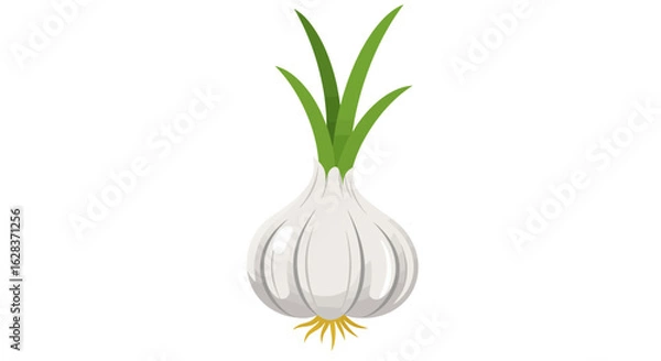 Fototapeta A single bulb of garlic with green shoots