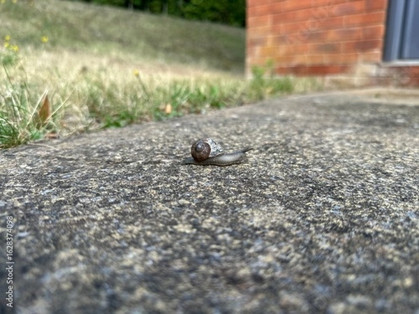 Obraz Garden snail on the ground