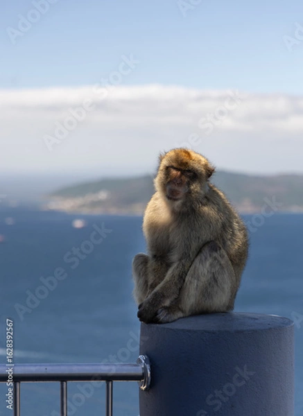 Obraz Barbary Macaque in Gibraltar