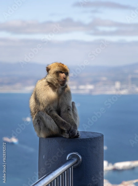 Obraz Barbary Macaque in Gibraltar