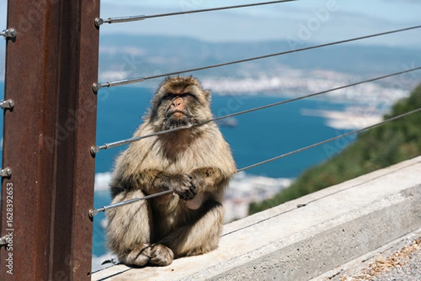 Obraz Barbary Macaque in Gibraltar