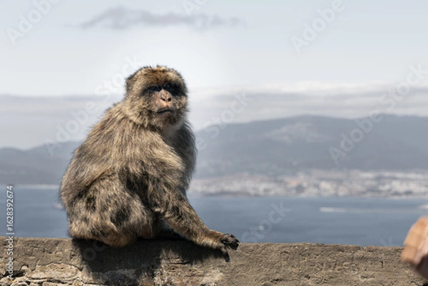 Obraz Barbary Macaque in Gibraltar