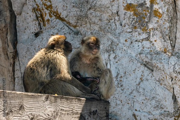 Obraz Barbary Macaque in Gibraltar