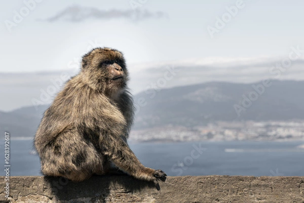 Obraz Barbary Macaque in Gibraltar