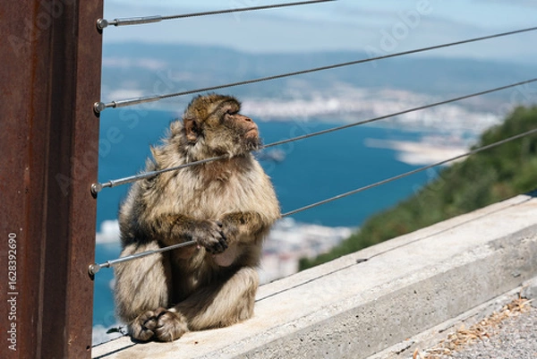 Fototapeta Barbary Macaque in Gibraltar