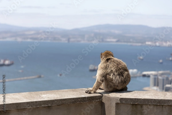 Fototapeta Barbary Macaque in Gibraltar