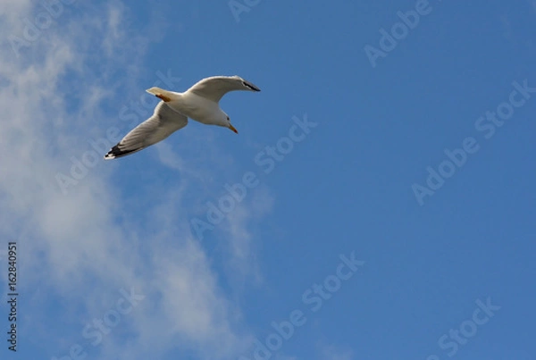 Obraz Flying gull