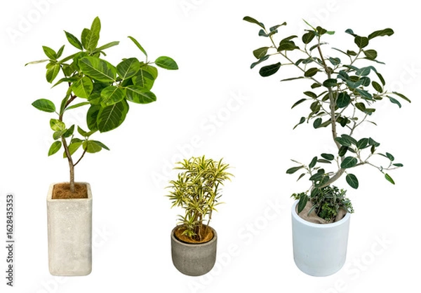 Obraz 観葉植物の切抜き素材（背景透過）