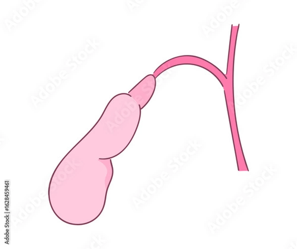 Obraz 胆嚢のイラスト