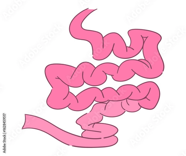 Obraz 小腸のイラスト